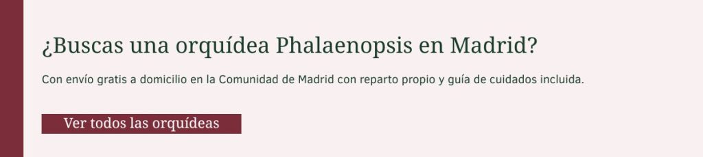 Comprar orquídeas a domicilio en Madrid. Sin gastos de envío, desde 29.95€ con guía de cuidados de regalo.