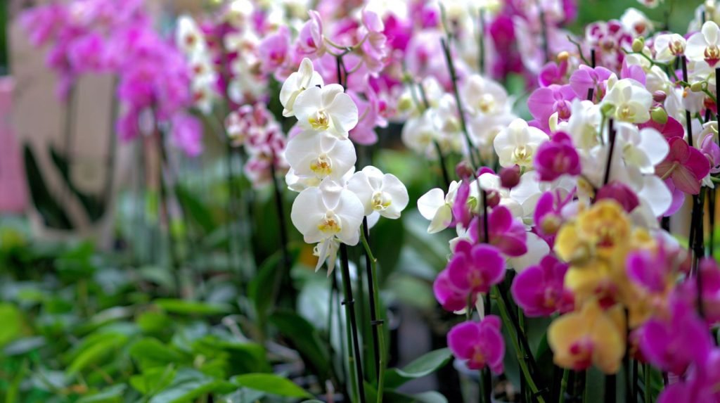 Varias orquídeas Phalaenopsis en una tienda de flores, con diferentes colores y varas florales.