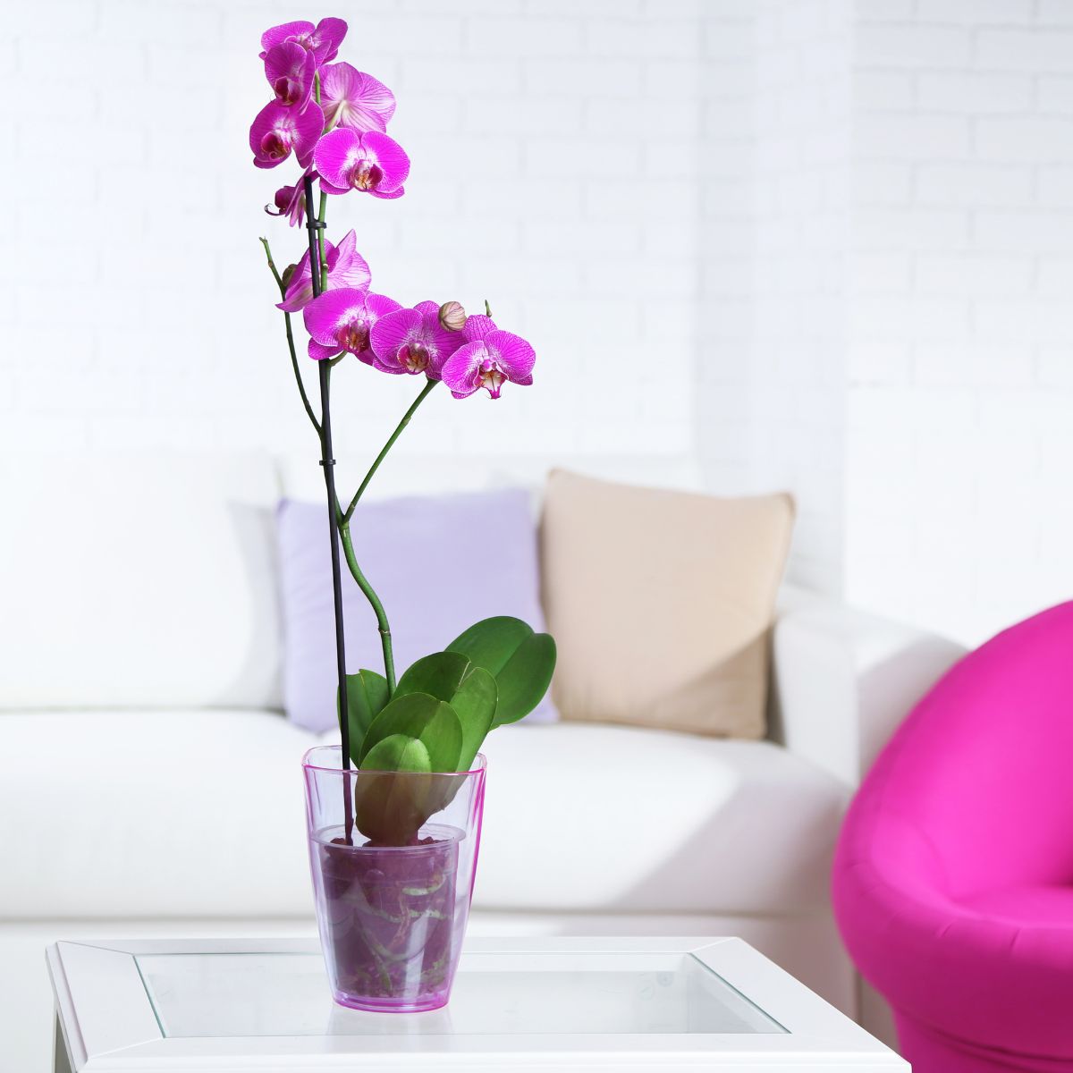 Qué hacer cuando una orquídea Phalaenopsis pierde las flores