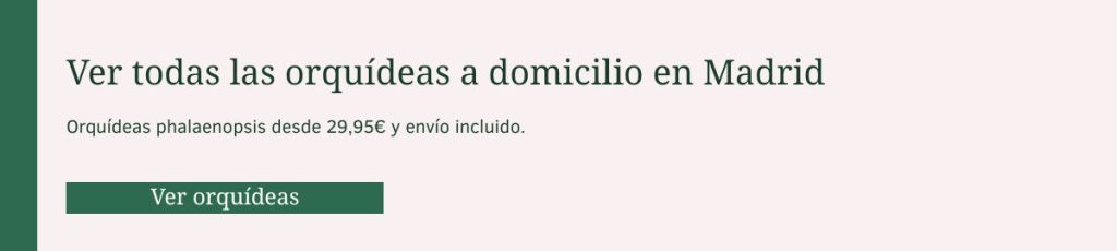 Comprar orquídeas a domicilio en Madrid. Sin gastos de envío, desde 29.95€