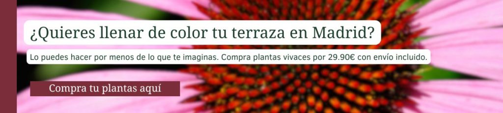Compra tus plantas vivaces aquí Compra plantas vivaces para llenar de color tu terraza en Madrid