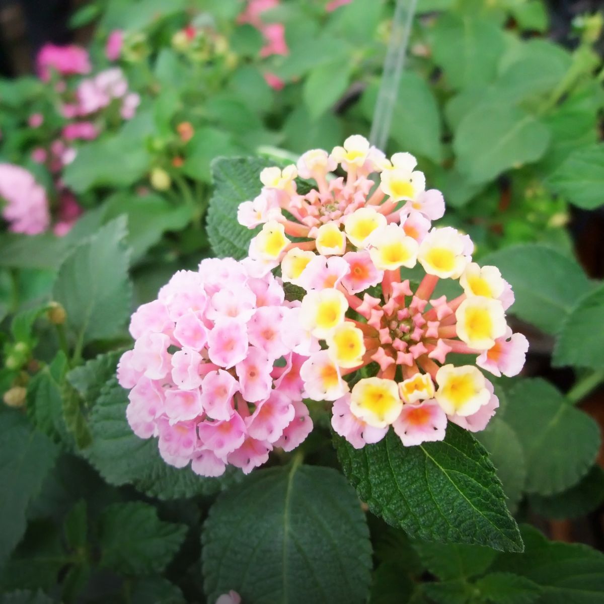 Plantas vivaces para jardines y terrazas en verano