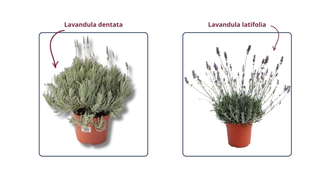 Tipos de lavanda: dentata vs espliego o latifolia Comparativa visual entre Lavandula dentata y Lavandula latifolia (espliego) en maceta