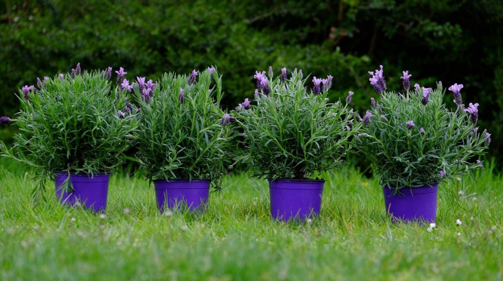 Plantas de lavanda para exterior en jardín o terraza Cuatro plantas de lavanda en macetas moradas alineadas en jardín exterior