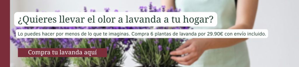 Comprar lavanda pequeña en Madrid – pack 6 plantas Banner para comprar 6 plantas de lavanda por 29,90 € con envío incluido en Madrid