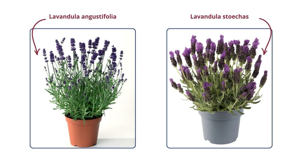 Tipos de lavanda: angustifolia vs stoechas Comparativa visual entre Lavandula angustifolia y Lavandula stoechas en maceta