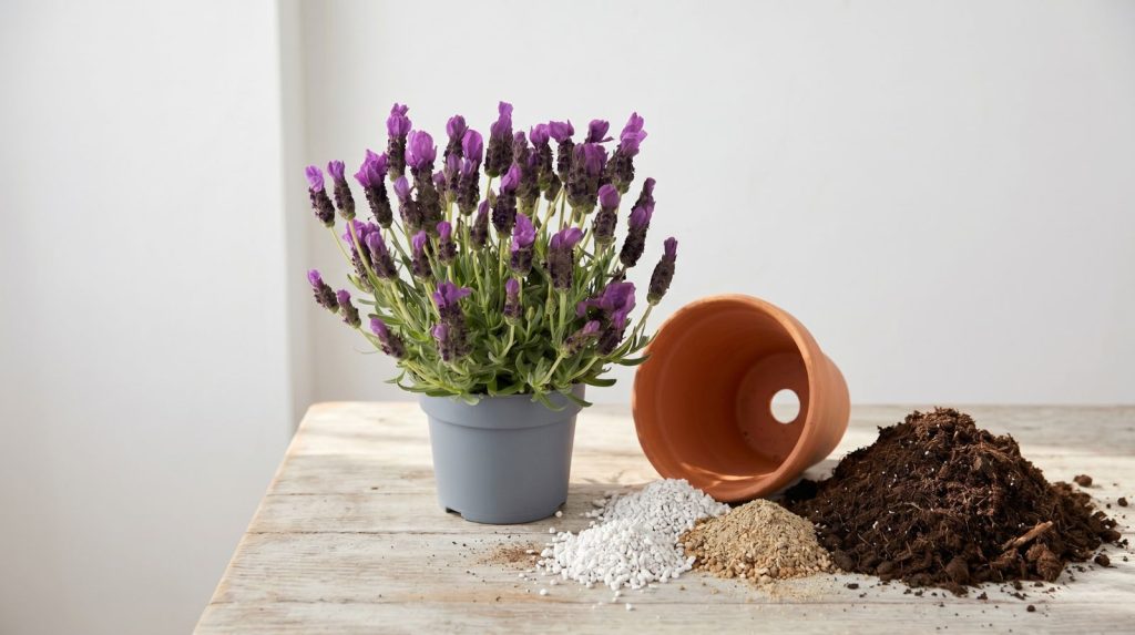 Maceta y sustrato adecuado para la lavanda Lavanda en maceta gris junto a perlita, arena y sustrato para conseguir buen drenaje