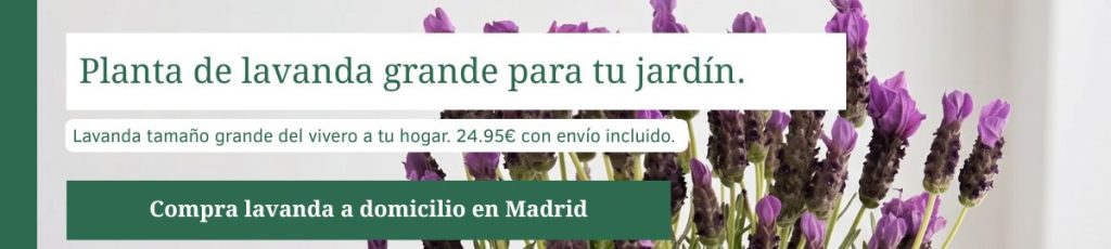 Comprar lavanda grande para exterior en Madrid Banner para comprar lavanda grande de 60 cm para jardín o terraza, 24,95 € con envío en Madrid