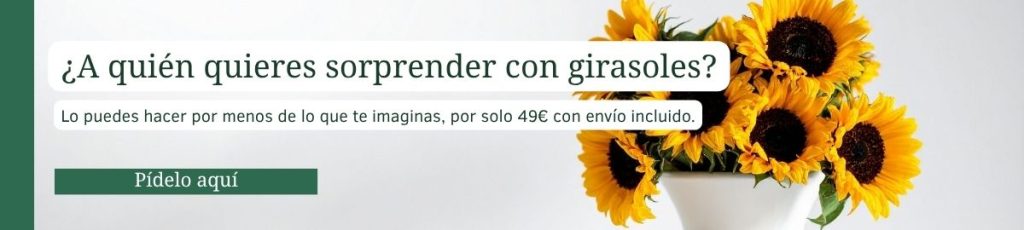 Banner de ramo de girasoles en jarrón, envío a domicilio en Madrid por 49€