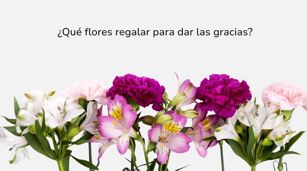 Flores variadas de claveles y alstroemerias en tonos rosas y morados para regalar y dar las gracias
