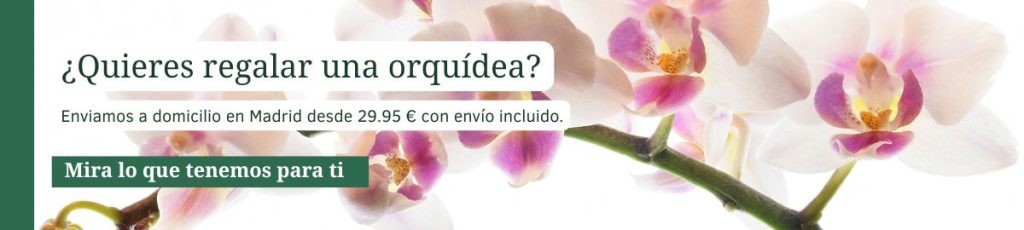 Banner de orquídea Phalaenopsis en flor, envío a domicilio en Madrid desde 29,95€
