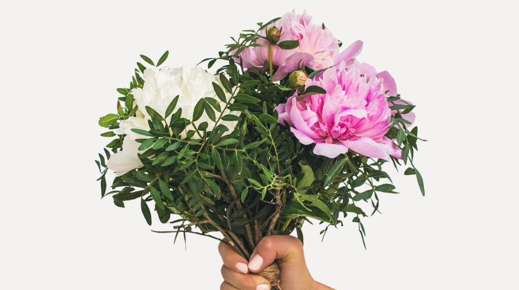 Mano sujetando un ramo de peonías blancas y rosas para dar las gracias