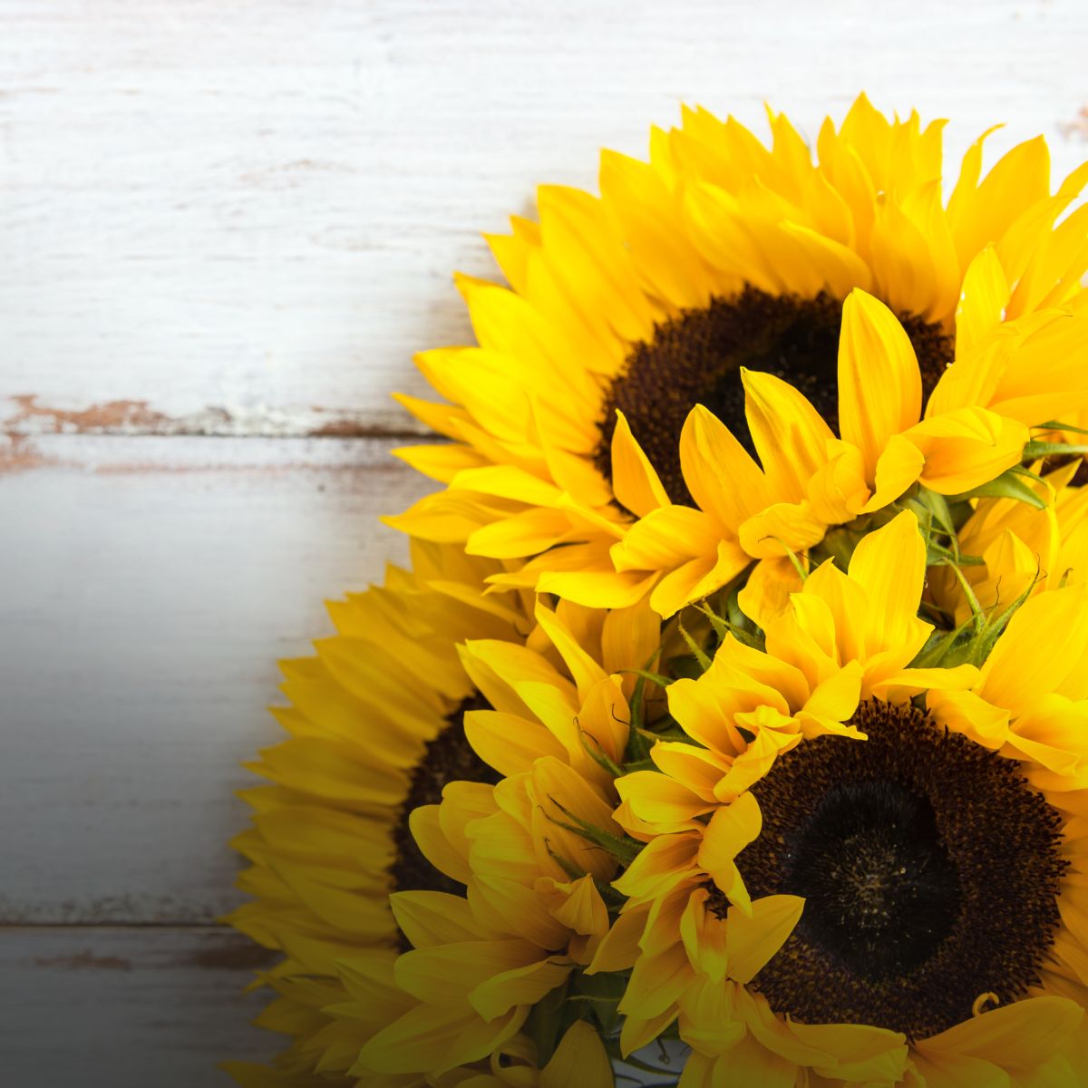 Cómo cuidar un girasol en maceta: guía práctica para disfrutarlo todo el verano