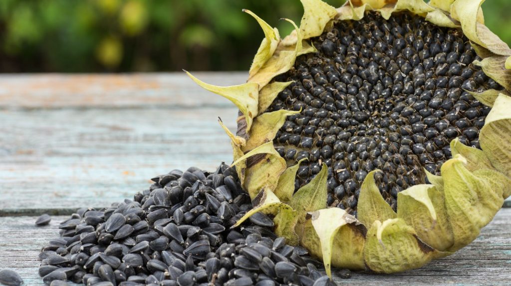 Cómo recoger las semillas de un girasol Cabeza de girasol seca con semillas listas para recolectar