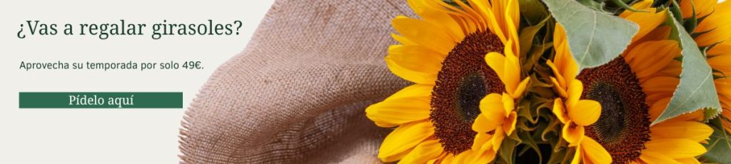 ¿Vas a regalar girasoles? Ramo de girasoles envuelto en arpillera, oferta de temporada con envío a domicilio en Madrid