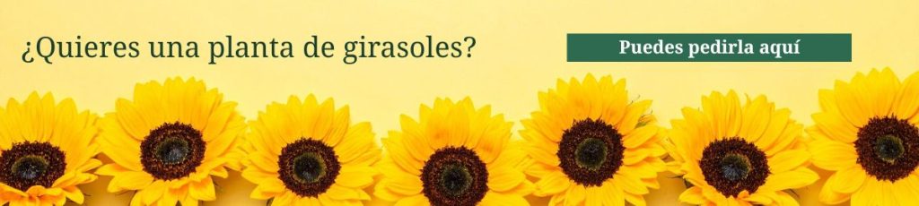 ¿Quieres una planta de girasol? Pídenosla Planta de girasol en maceta disponible bajo pedido, contacta con Flores Como Soles