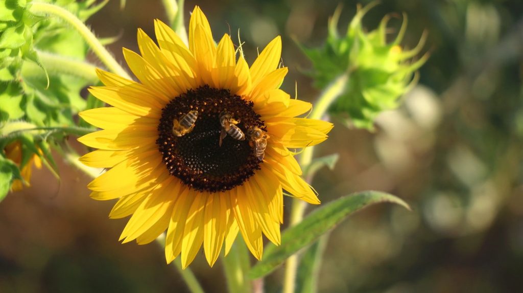 Cómo cuidar un girasol en maceta Girasol en maceta en plena floración con abejas polinizando