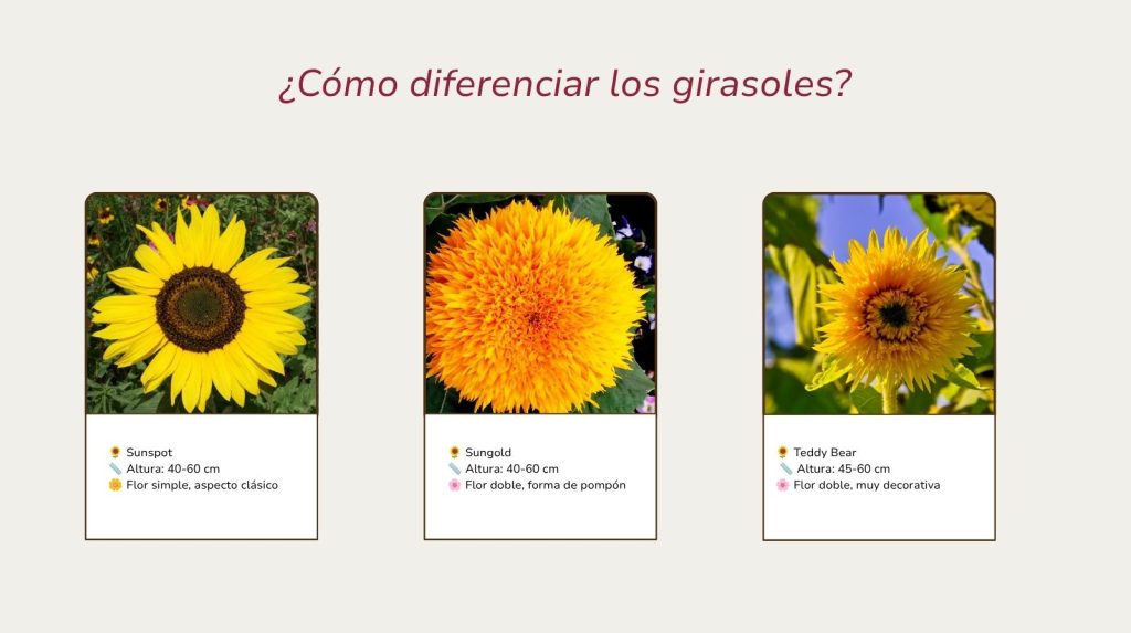 Cómo diferenciar las variedades de girasol para maceta Comparativa de variedades de girasol para maceta: Sunspot, Sungold y Teddy Bear