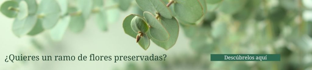 Descubre nuestros ramos de flores preservadas Banner con ramo de eucalipto y el texto ¿Quieres un ramo de flores preservadas? — Flores como Soles