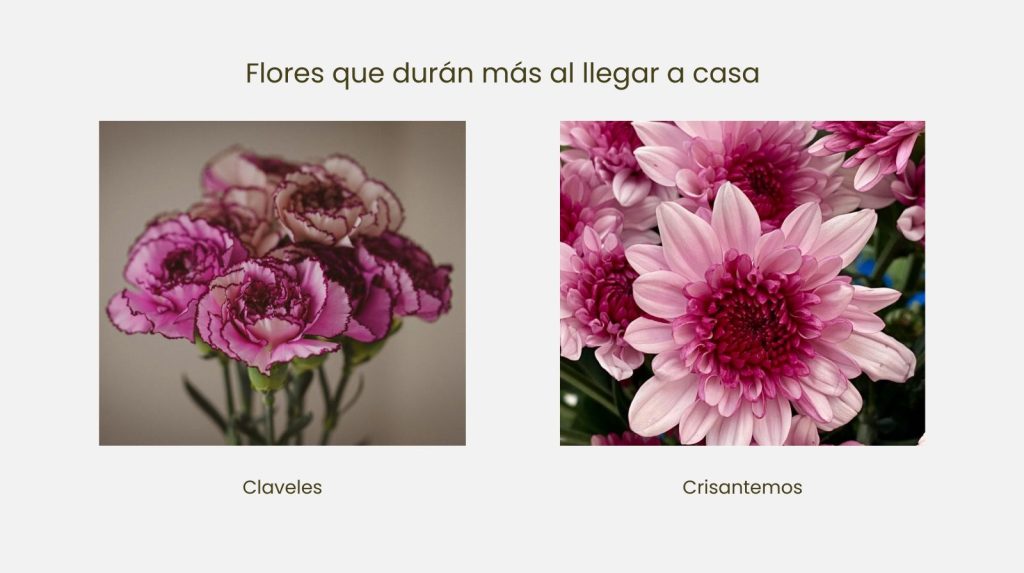Flores de clavel y crisantemo en color rosa