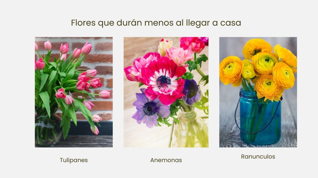 Flores bulbosas, como los tulipanes, anemonas o ranunculos