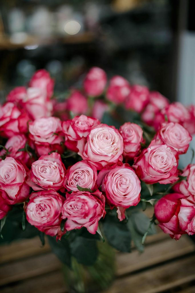 Rosas bicolor de gran duración