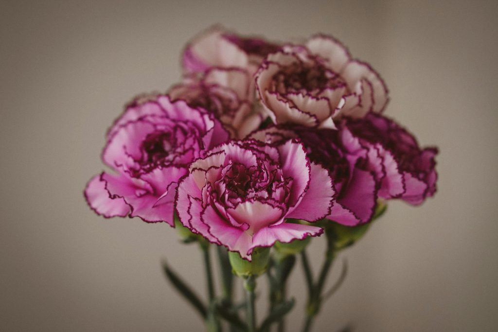 Flores de clavel duraderas para colocar en un jarrón