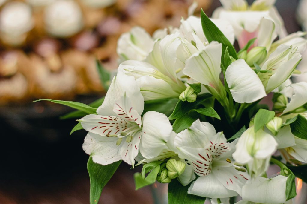 Flores duraderas de alstroemeria blancas