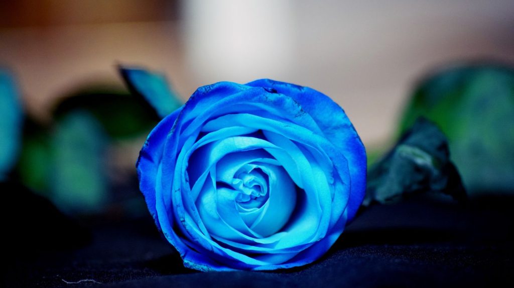 Rosa azul significado Rosa azul — significado especial y difícil de alcanzar