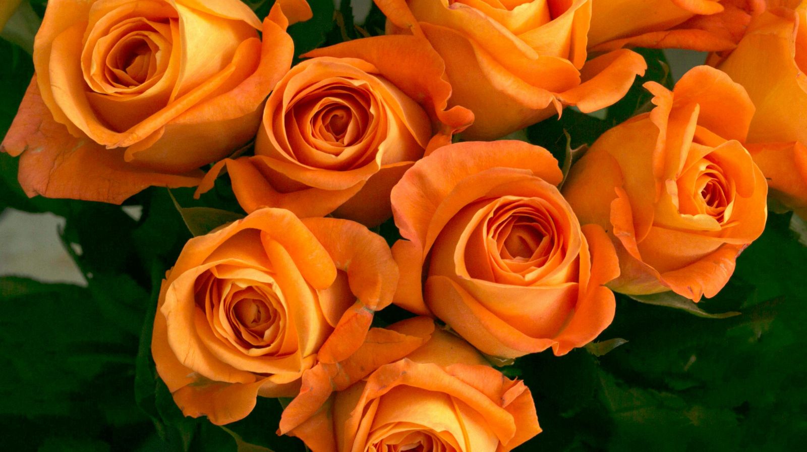 Rosas naranjas significado Primer plano rosas naranjas — significado entusiasmo y admiración