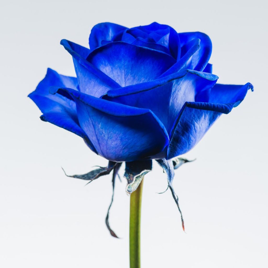 Rosa teñida de color azul
