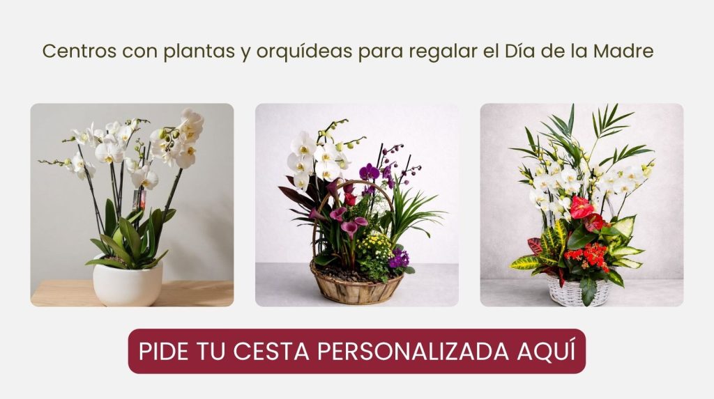 Diferentes cestas y composiciones con plantas y orquídeas para regalar el día de la madre