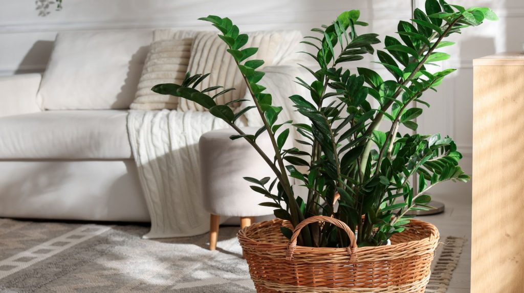 zamioculca en cesta de mimbre decorando salón junto a sofá
