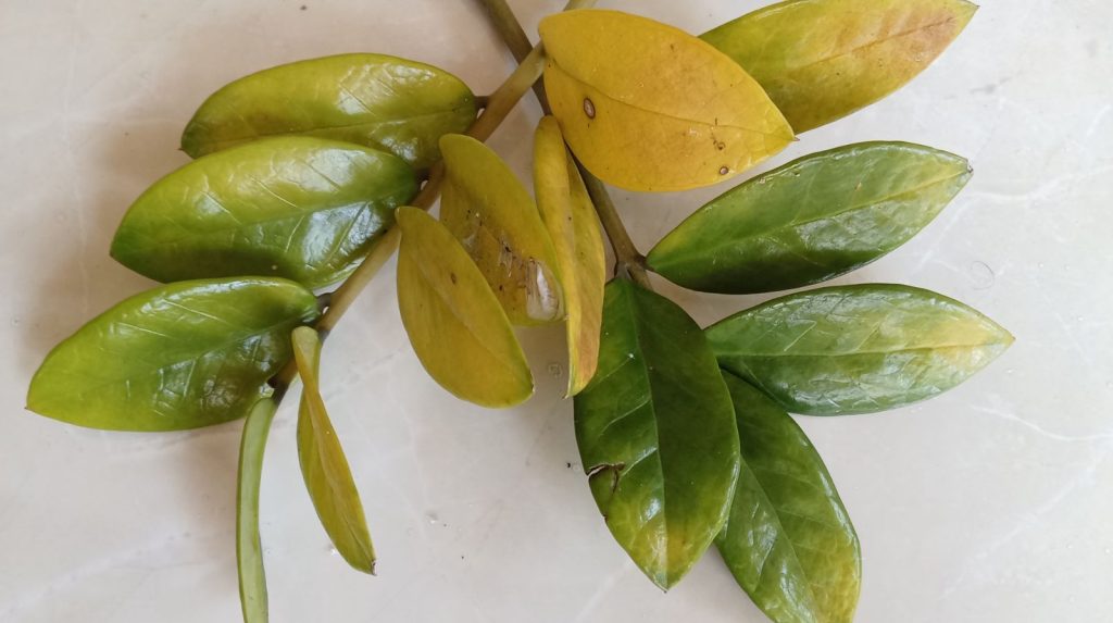 hojas amarillas en zamioculca por posible exceso de riego