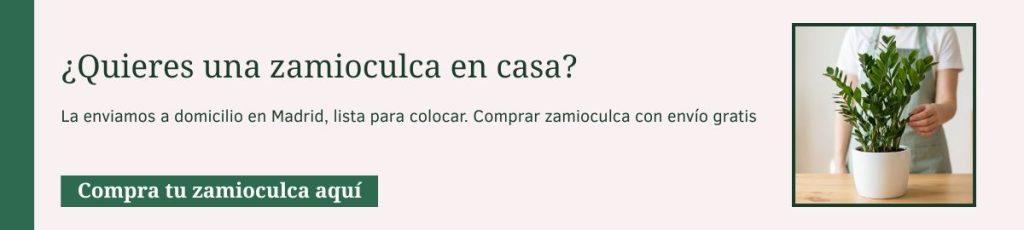 Zamioculca ZZ en maceta blanca con persona — cómprala con envío a domicilio en Madrid