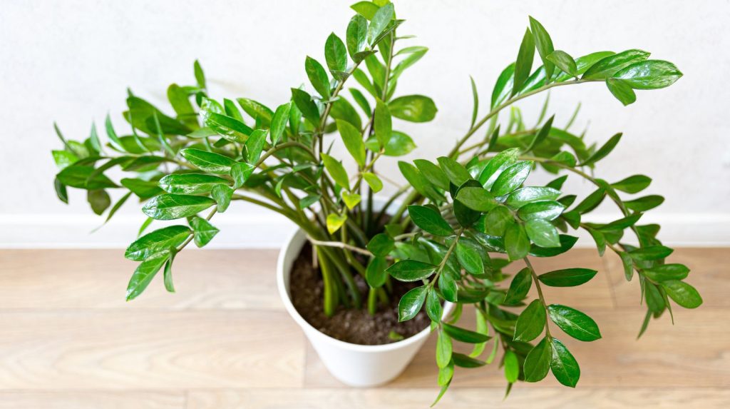 planta zamioculca en maceta blanca sobre superficie de madera en interior