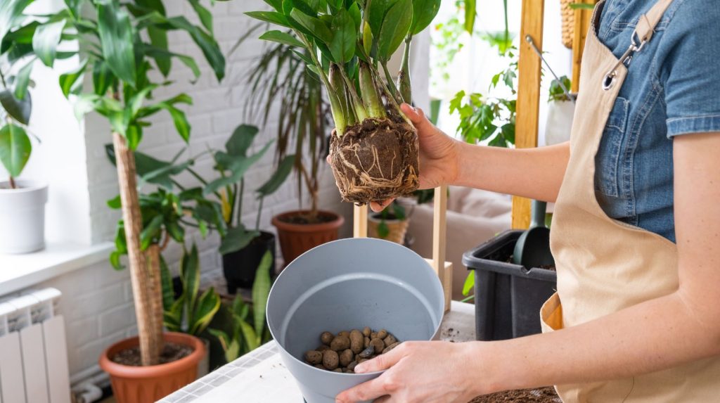 preparación de maceta con arcilla expandida para drenaje en zamioculca