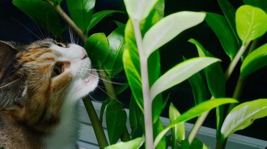 Gato comiendo planta de zamioculca