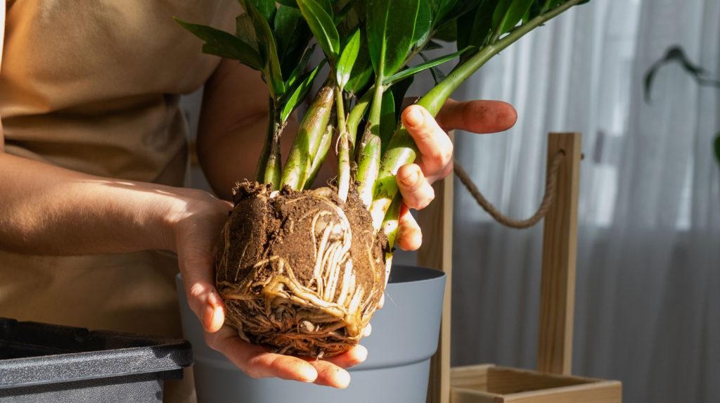 rizomas y raíces de zamioculca fuera de la maceta durante trasplante