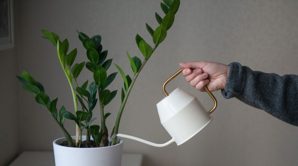 Persona regando una Zamioculca con una regadera