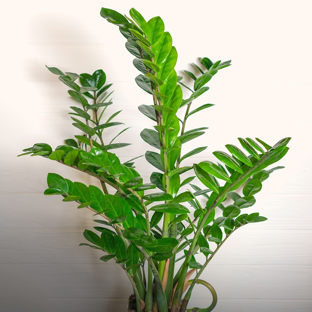 Cómo cuidar una zamioculca sin estropearla (guía para interior) 