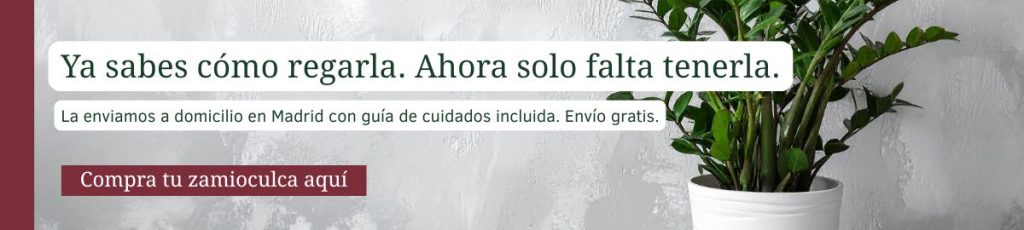 Zamioculca ZZ en maceta blanca sobre fondo gris — envío a domicilio en Madrid con guía de cuidados incluida