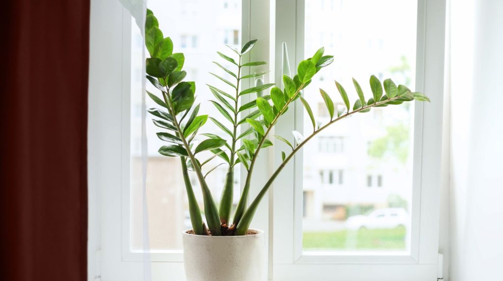 Planta de zamioculca en una ventana protegida por una cortina