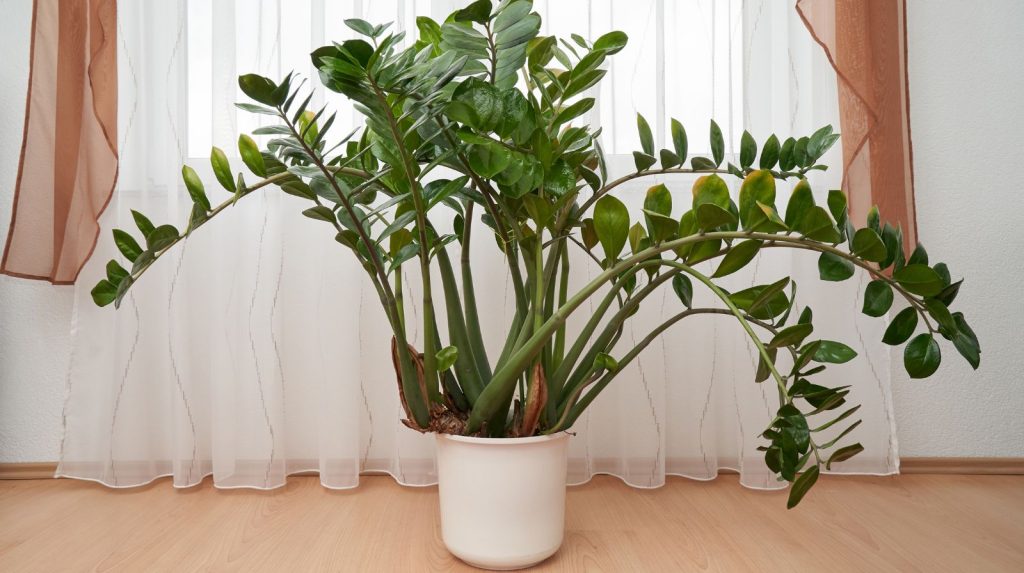 zamioculca con tallos arqueados y hojas caídas junto a ventana