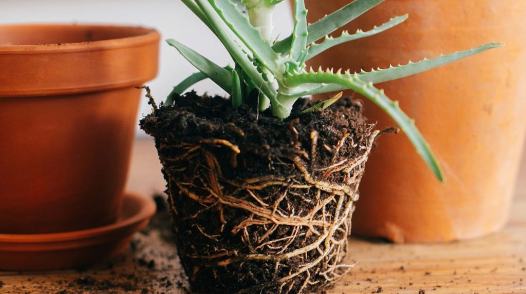 Cepellón de un Aloe Vera que necesita un transplante