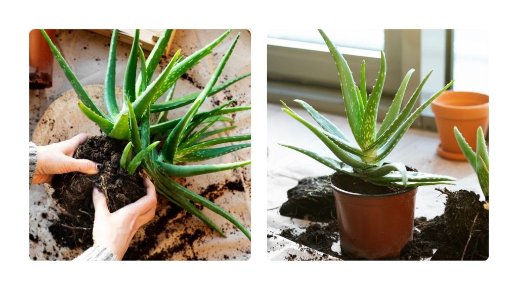 Trasplante de los hijuelos de un Aloe Vera, y plantación en maceta nueva