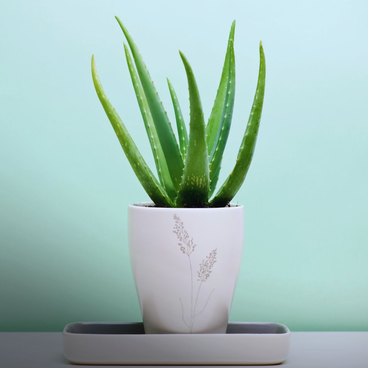 Cómo cuidar el aloe vera en casa y cómo recuperarlo si se estropea