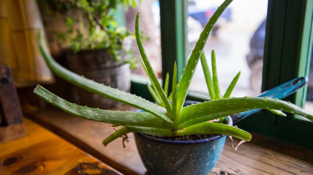 Planta de aloe vera en casa, colocado junto a una ventana