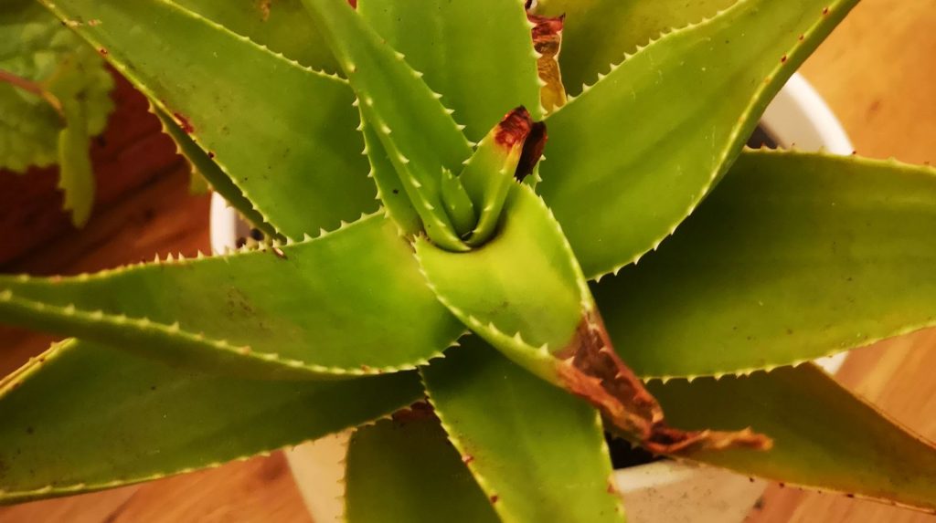 Problema en las hojas de un Aloe Vera
