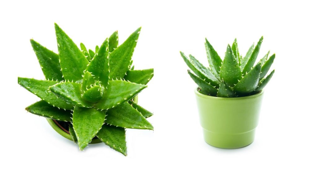 Planta de  Aloe Vera en maceta para comprar